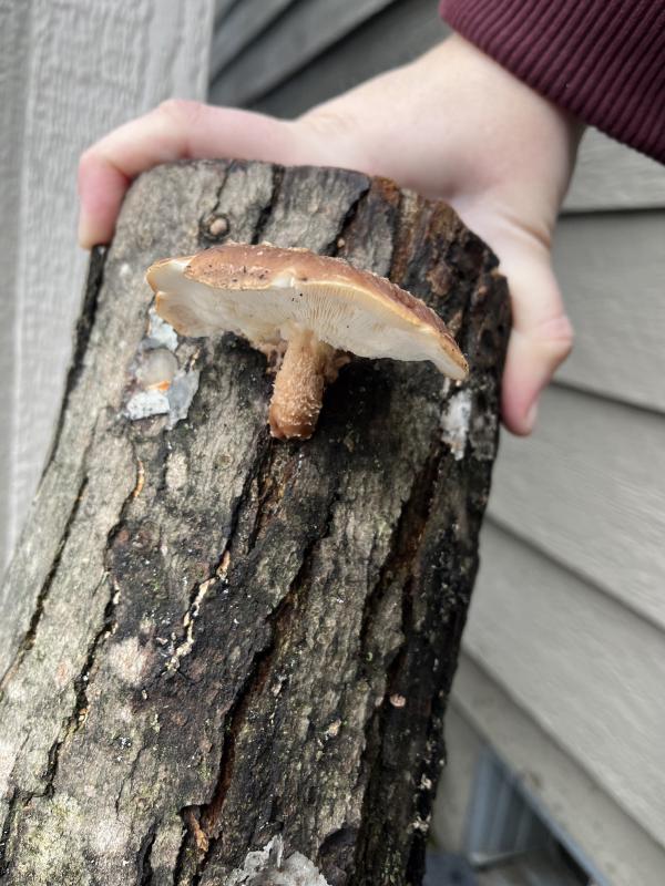 mushroom.jpg