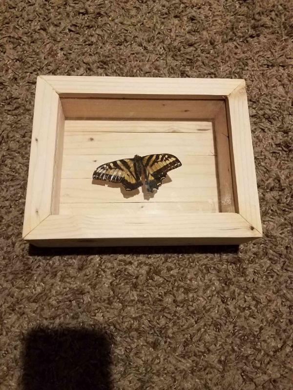 butterfly.jpg