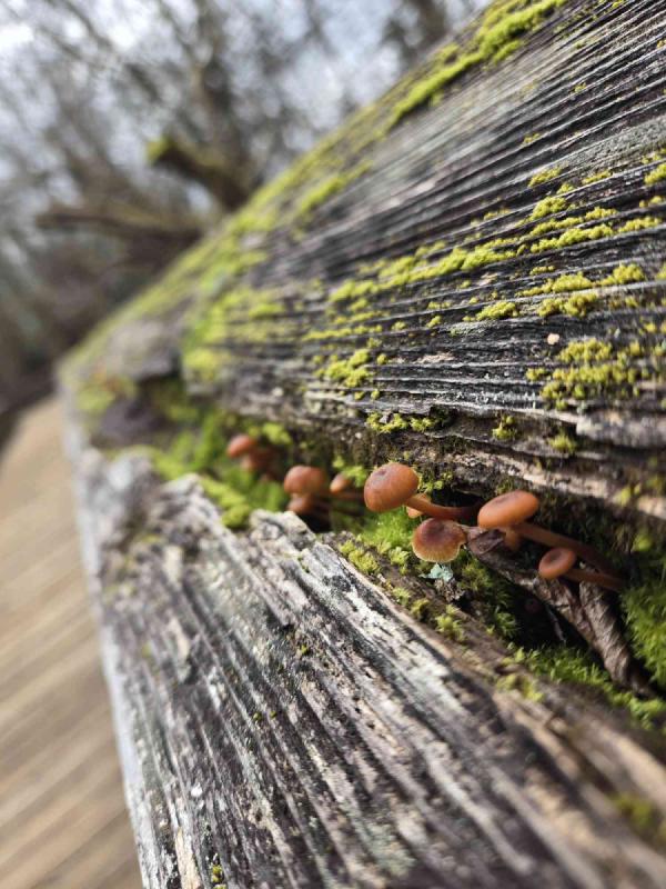 mushroom_photography.jpg